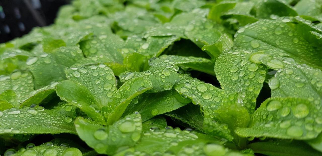 Coeur Vert Oekologisch Mit Viel Ambiente Fuer Seelen-Wellness 朗香 外观 照片